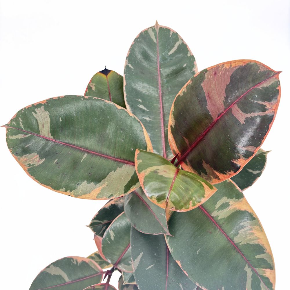 Arbore de Cauciuc, Ficus elastica Belize, 50-60 cm, planta de apartament cu frunze roz verzi si crem