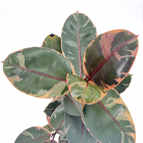 Arbore de Cauciuc, Ficus elastica Belize, 50-60 cm, planta de apartament cu frunze roz verzi si crem