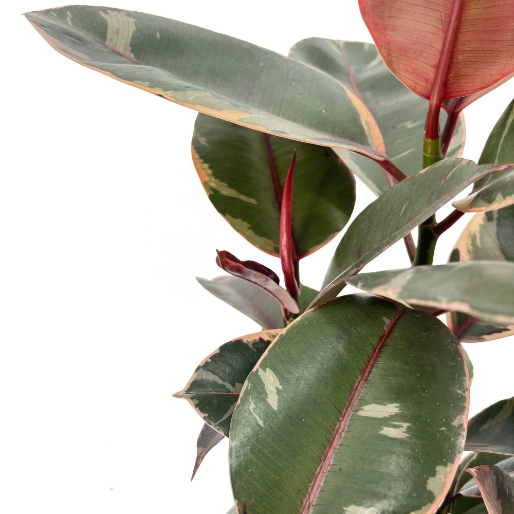 Arbore de Cauciuc, Ficus elastica Belize, 50-60 cm, planta de apartament cu frunze roz verzi si crem