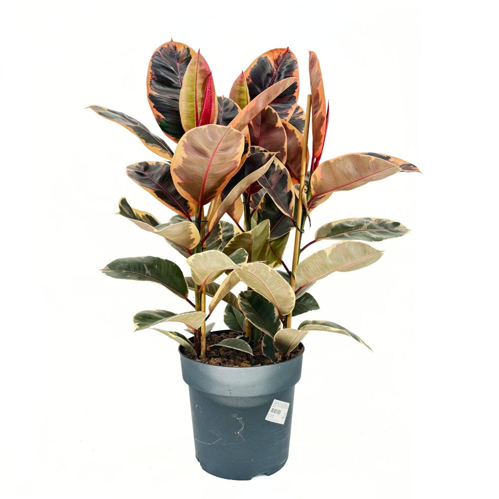 Arbore de Cauciuc, Ficus elastica Belize, 90 cm, planta de apartament cu frunze roz verzi si crem