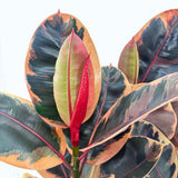 Arbore de Cauciuc, Ficus elastica Belize, 90 cm, planta de apartament cu frunze roz verzi si crem