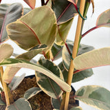 Arbore de Cauciuc, Ficus elastica Belize, 90 cm, planta de apartament cu frunze roz verzi si crem