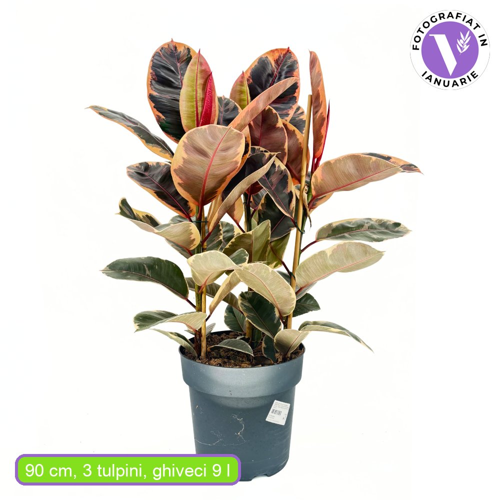Arbore de Cauciuc, Ficus elastica Belize, 90 cm, planta de apartament cu frunze roz verzi si crem