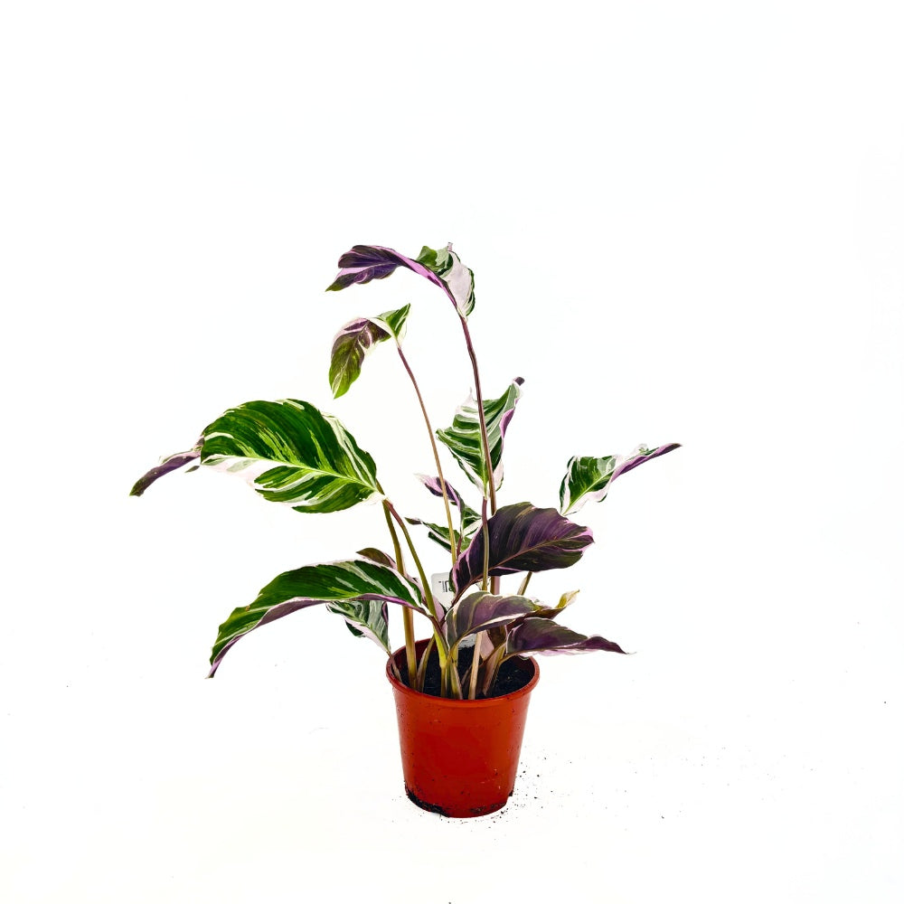 Planta care se Roaga, Calathea Fusion White Tricolor, 45-60 cm, planta de interior tropicala cu frunzis alb, mov si verde