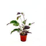 Planta care se Roaga, Calathea Fusion White Tricolor, 45-60 cm, planta de interior tropicala cu frunzis alb, mov si verde
