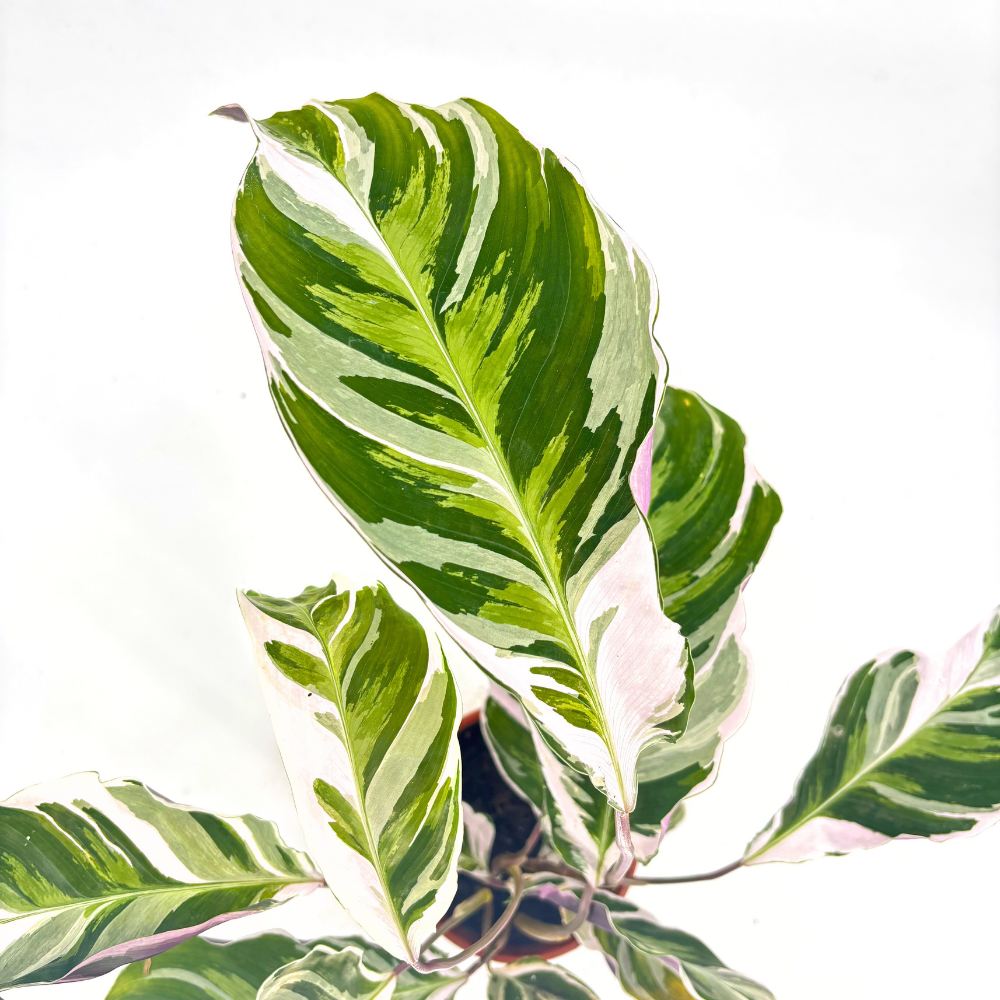 Planta care se Roaga, Calathea Fusion White Tricolor, 45-60 cm, planta de interior tropicala cu frunzis alb, mov si verde