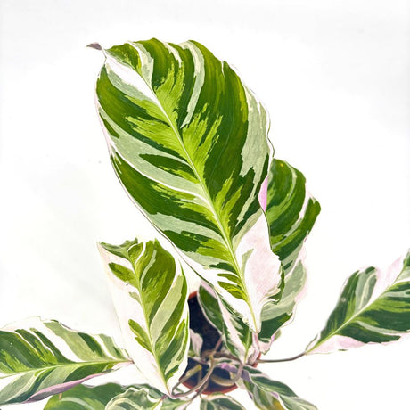 Planta care se Roaga, Calathea Fusion White Tricolor, 45-60 cm, planta de interior tropicala cu frunzis alb, mov si verde