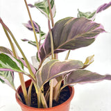 Planta care se Roaga, Calathea Fusion White Tricolor, 45-60 cm, planta de interior tropicala cu frunzis alb, mov si verde