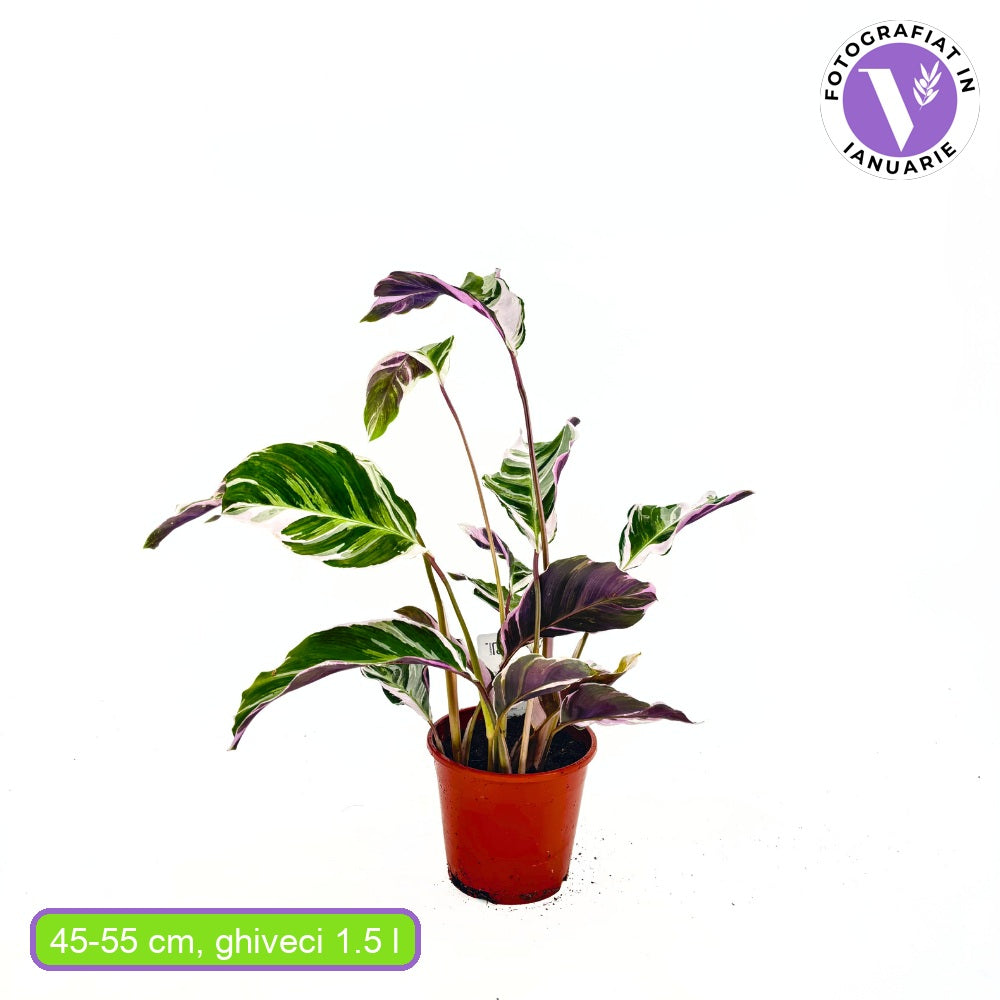 Planta care se Roaga Calathea Fusion White Tricolor - 45 cm