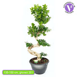 Ficus Bonsai Ginseng Forma Spirala, 140-150 cm, bonsai decorativ, planta de interior, purificator aer