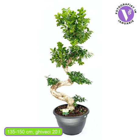 Ficus Bonsai Ginseng Forma Spirala, 140-150 cm, bonsai decorativ, planta de interior, purificator aer