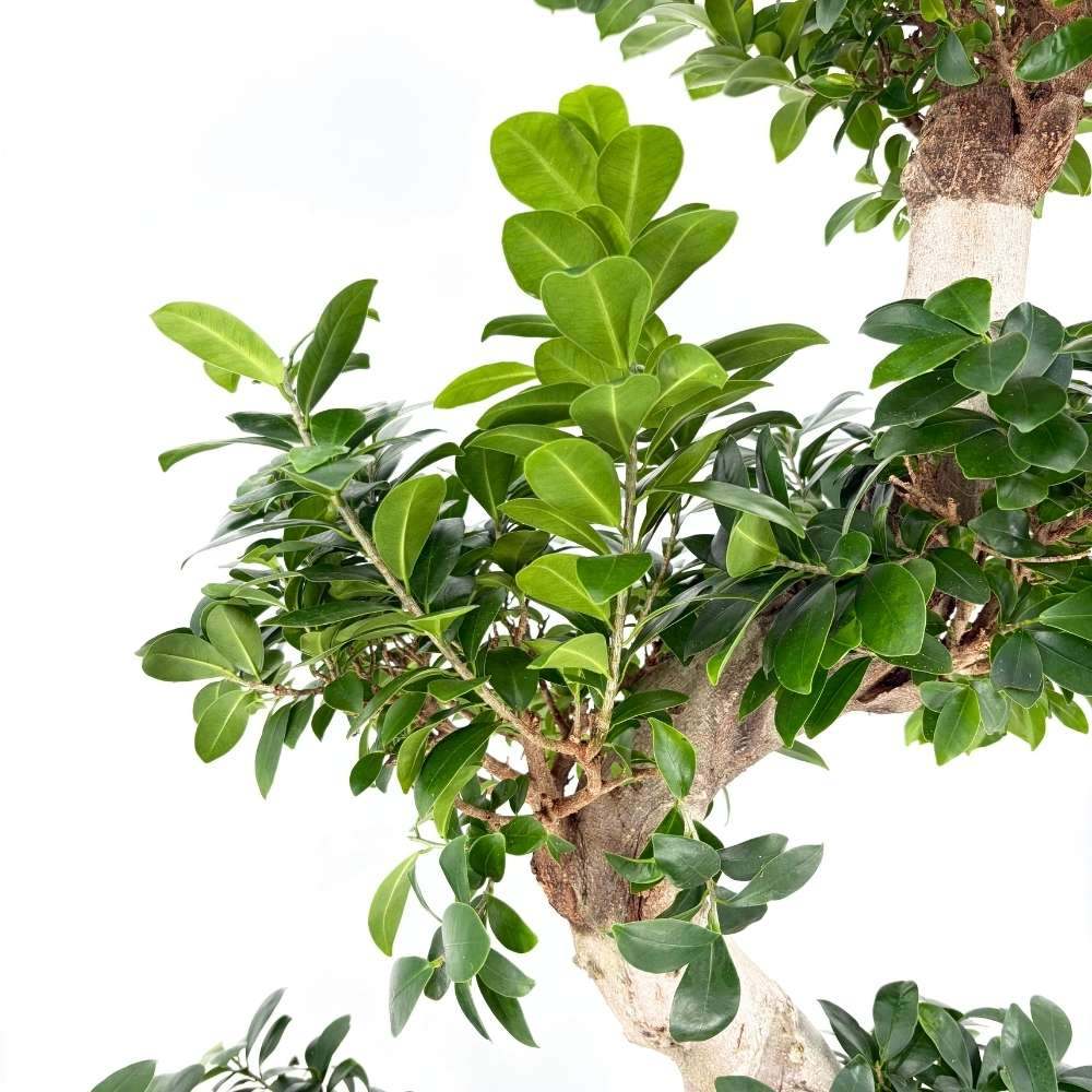 Ficus Bonsai Ginseng Forma Spirala, 140-150 cm, bonsai decorativ, planta de interior, purificator aer