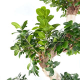 Ficus Bonsai Ginseng Forma Spirala, 140-150 cm, bonsai decorativ, planta de interior, purificator aer