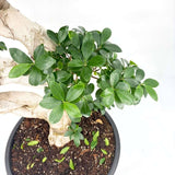 Ficus Bonsai Ginseng Forma Spirala, 140-150 cm, bonsai decorativ, planta de interior, purificator aer
