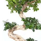 Ficus Bonsai Ginseng Forma Spirala, 140-150 cm, bonsai decorativ, planta de interior, purificator aer