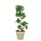 Ficus Bonsai Ginseng Forma Spirala, 110 cm, bonsai decorativ, planta de interior, purificator aer