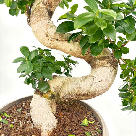 Ficus Bonsai Ginseng Forma Spirala, 110 cm, bonsai decorativ, planta de interior, purificator aer