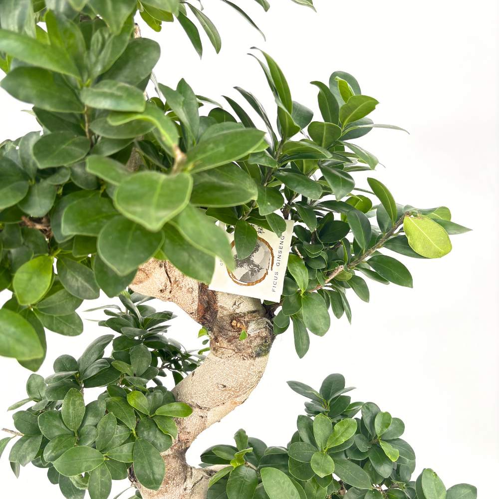 Ficus Bonsai Ginseng Forma Spirala, 110 cm, bonsai decorativ, planta de interior, purificator aer
