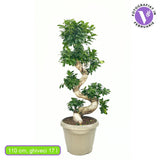 Ficus Bonsai Ginseng Forma Spirala, 110 cm, bonsai decorativ, planta de interior, purificator aer