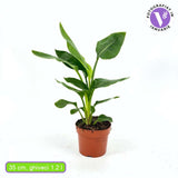 Strelitzia Reginae, Pasarea Paradisului, 40 cm, planta exotica mare cu frunze uriase tropicale decorative ideala pentru cadou