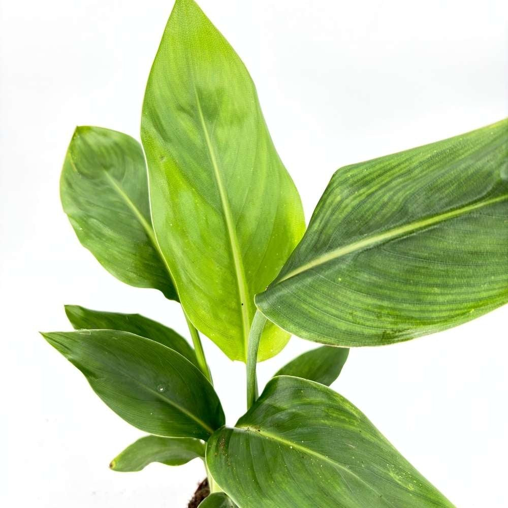 Strelitzia Reginae, Pasarea Paradisului, 40 cm, planta exotica mare cu frunze uriase tropicale decorative ideala pentru cadou