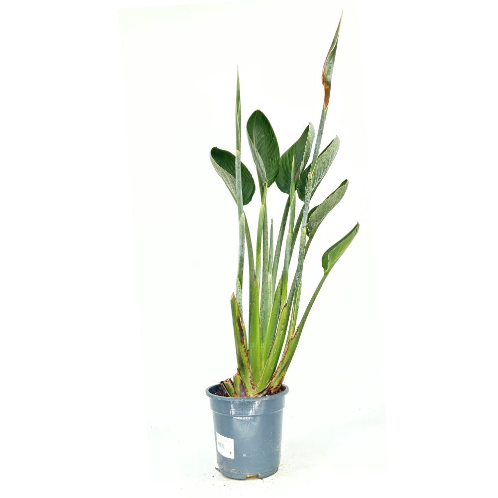 Strelitzia Reginae, 90 cm, Pasarea Paradisului, planta exotica mare cu frunze uriase tropicale decorative pentru interior, cu flori