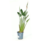 Strelitzia Reginae, 90 cm, Pasarea Paradisului, planta exotica mare cu frunze uriase tropicale decorative pentru interior, cu flori