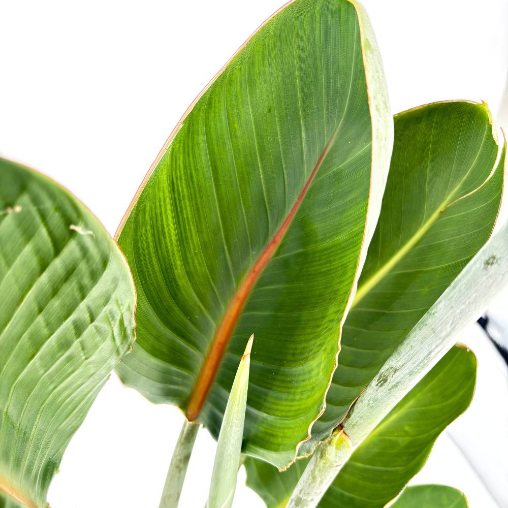 Strelitzia Reginae, 90 cm, Pasarea Paradisului, planta exotica mare cu frunze uriase tropicale decorative pentru interior, cu flori