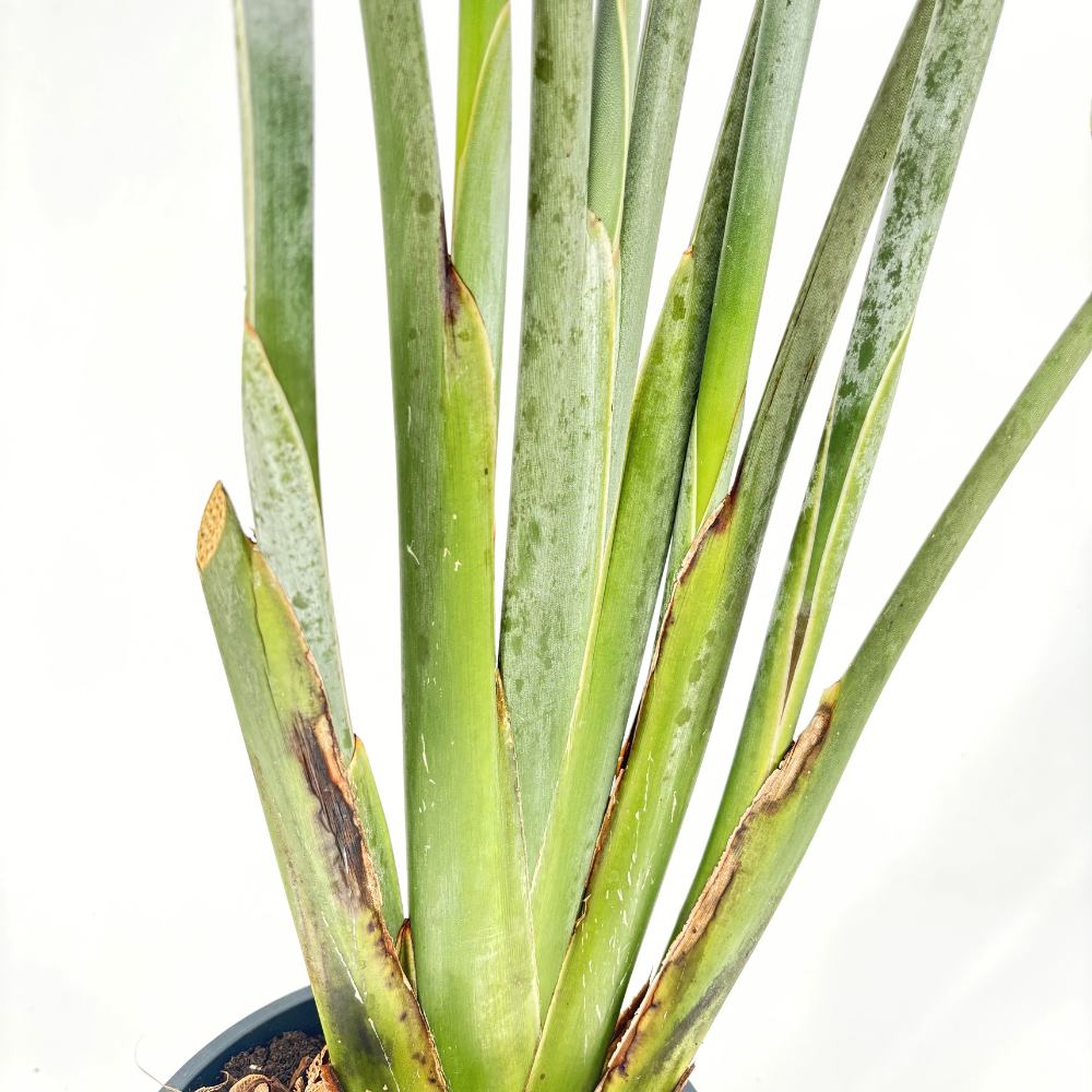 Strelitzia Reginae, 90 cm, Pasarea Paradisului, planta exotica mare cu frunze uriase tropicale decorative pentru interior, cu flori