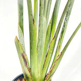 Strelitzia Reginae, 90 cm, Pasarea Paradisului, planta exotica mare cu frunze uriase tropicale decorative pentru interior, cu flori