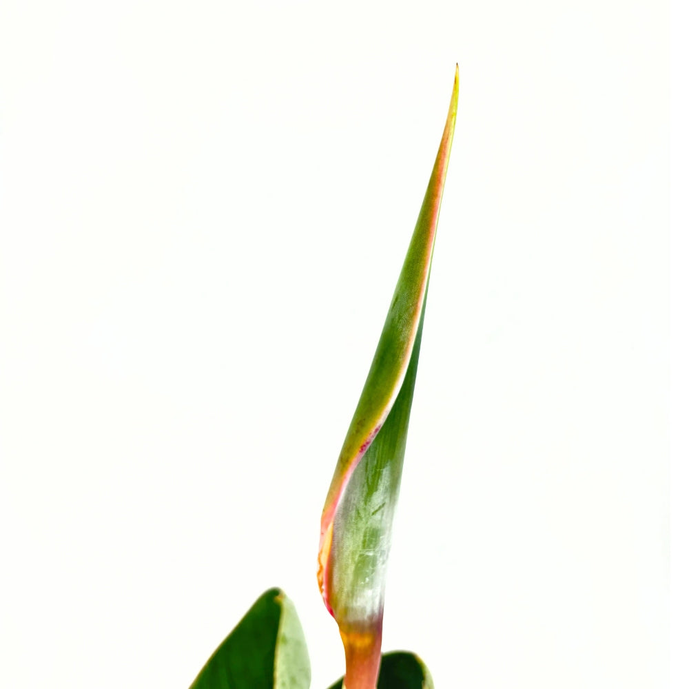 Strelitzia Reginae, 90 cm, Pasarea Paradisului, planta exotica mare cu frunze uriase tropicale decorative pentru interior, cu flori