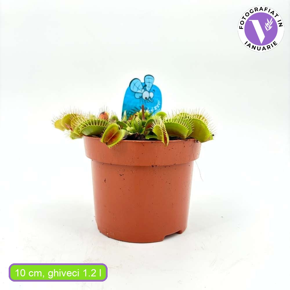 Planta carnivora Capcana lui Venus (Dionaea muscipula), planta de interior cu capcane active pentru insecte - 10 cm