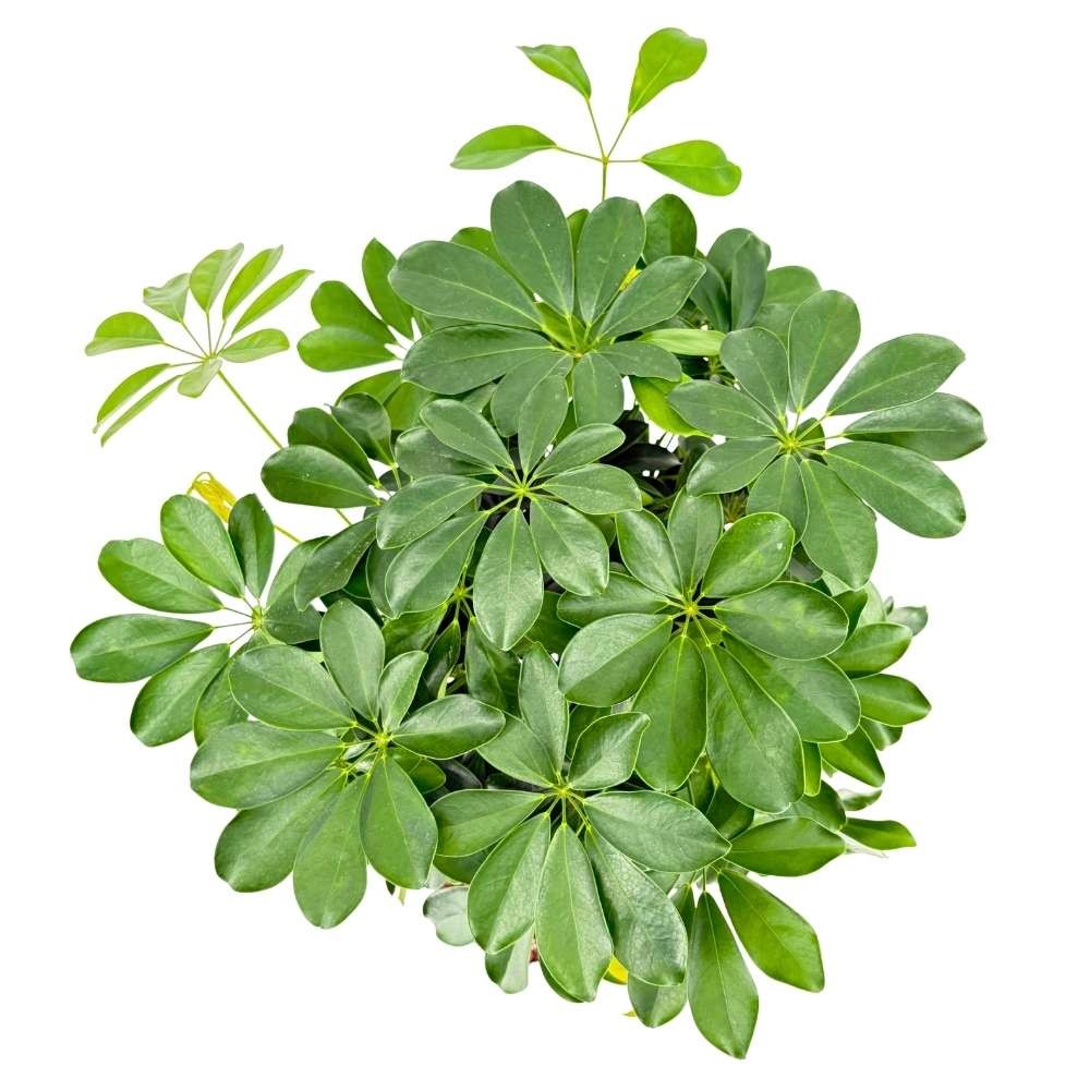 Palmierul Umbrela (Schefflera) Compacta, 100-105 cm, planta de interior decorativa, frunze lucioase verzi, usor de ingrijit, purificatoare de aer