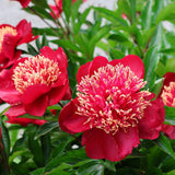 Bujor arbustiv nobil Nippon Beauty, flori rosu spectaculoase, planta perena rezistenta la ger