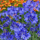 Crin African Agapanthus Northern Star, flori albastre in globuri, planta exotica rezistenta