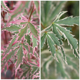 Artar Japonez Pitic Butterfly, cu frunzis variegat alb-verde-roz