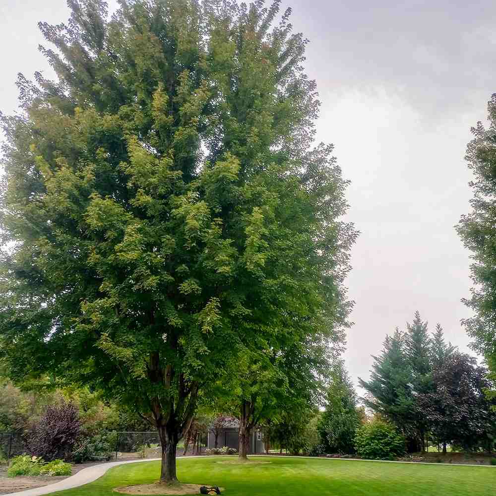 Artar Rosu Freemanii Celebration, artar ornamental rosu in toamna, frunzis elegant palmat-lobat, crestere rapida, perfect pentru oras