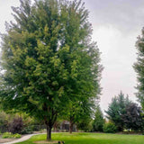 Artar Rosu Freemanii Celebration, artar ornamental rosu in toamna, frunzis elegant palmat-lobat, crestere rapida, perfect pentru oras