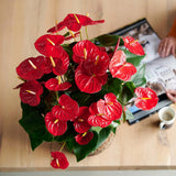 Floarea Flamingo Anthurium Idaho, 65 cm, planta de interior cu flori roșii decorative lucioase in forma de inima