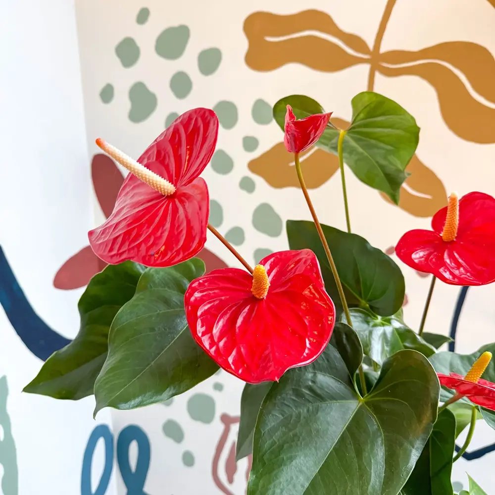 Floarea Flamingo Anthurium Idaho, 65 cm, planta de interior cu flori roșii decorative lucioase in forma de inima