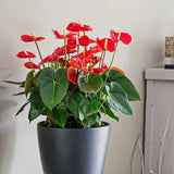 Floarea Flamingo Anthurium Idaho, 65 cm, planta de interior cu flori roșii decorative lucioase in forma de inima
