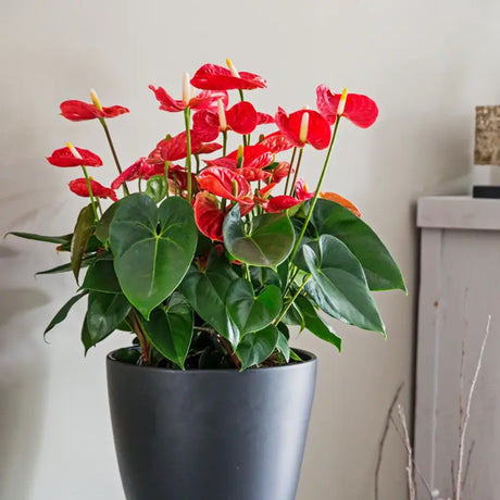 Floarea Flamingo Anthurium Idaho, 65 cm, planta de interior cu flori roșii decorative lucioase in forma de inima