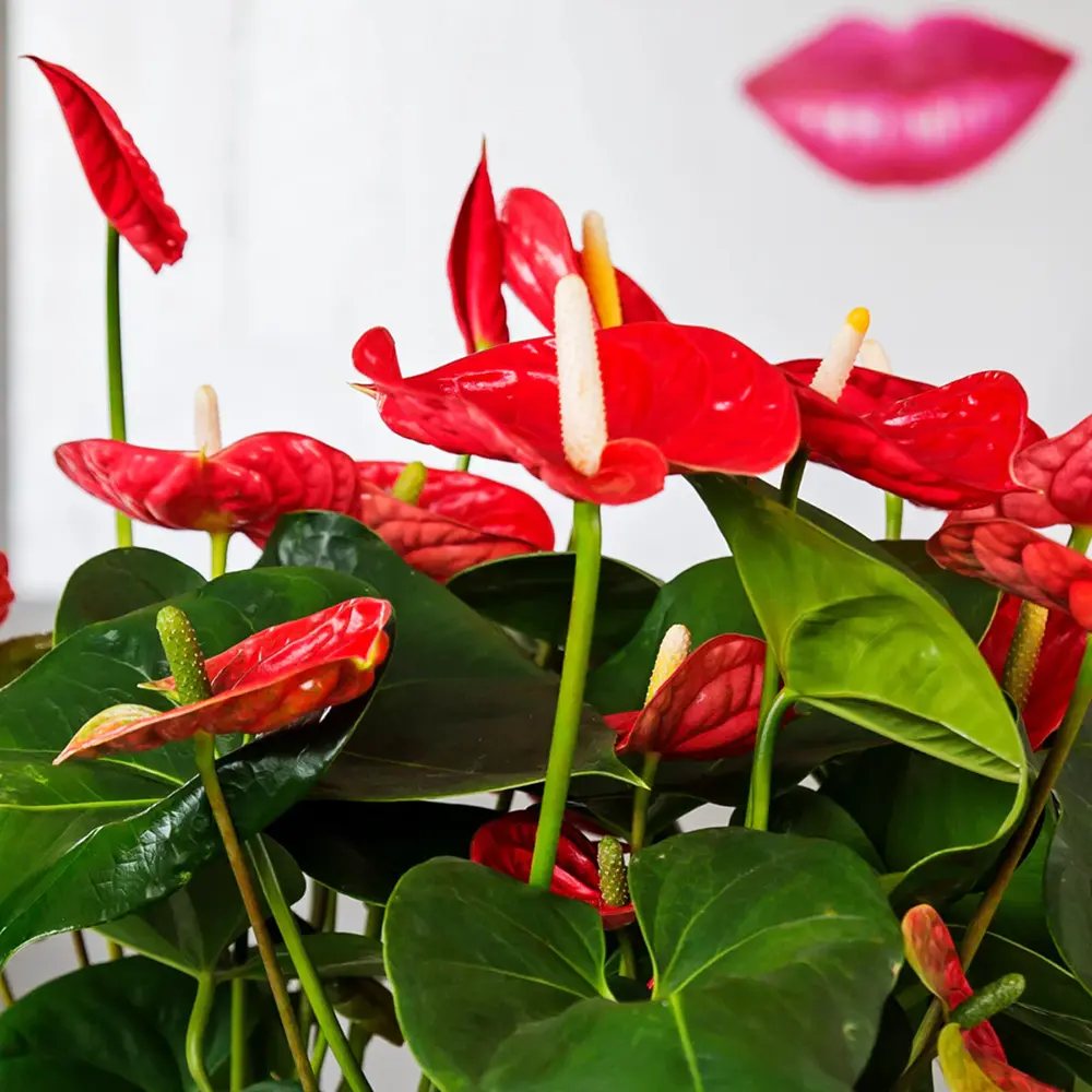 Floarea Flamingo Anthurium Idaho, 65 cm, planta de interior cu flori roșii decorative lucioase in forma de inima