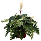 Acanthus Whitewater, planta perena variegata cu frunze decorative si flori elegante albe-roz