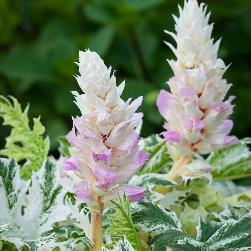 Acanthus Whitewater, planta perena variegata cu frunze decorative si flori elegante albe-roz