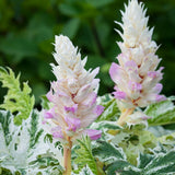 Acanthus Whitewater, planta perena variegata cu frunze decorative si flori elegante albe-roz
