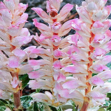 Acanthus Whitewater, planta perena variegata cu frunze decorative si flori elegante albe-roz
