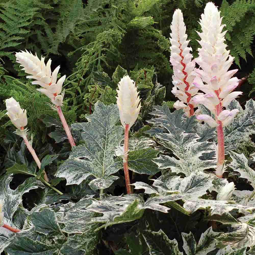 Acanthus Whitewater, planta perena variegata cu frunze decorative si flori elegante albe-roz