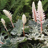 Acanthus Whitewater, planta perena variegata cu frunze decorative si flori elegante albe-roz