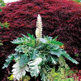 Acanthus Whitewater, planta perena variegata cu frunze decorative si flori elegante albe-roz